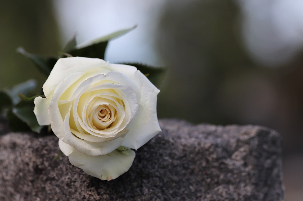 Nachlass regeln nach dem Tod. Weiße Rose auf Grabstein.